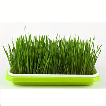 Charger l&#39;image dans la galerie, Sprouts Seedling Pot Mung Bean Sprout Without Lid